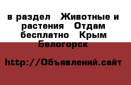  в раздел : Животные и растения » Отдам бесплатно . Крым,Белогорск